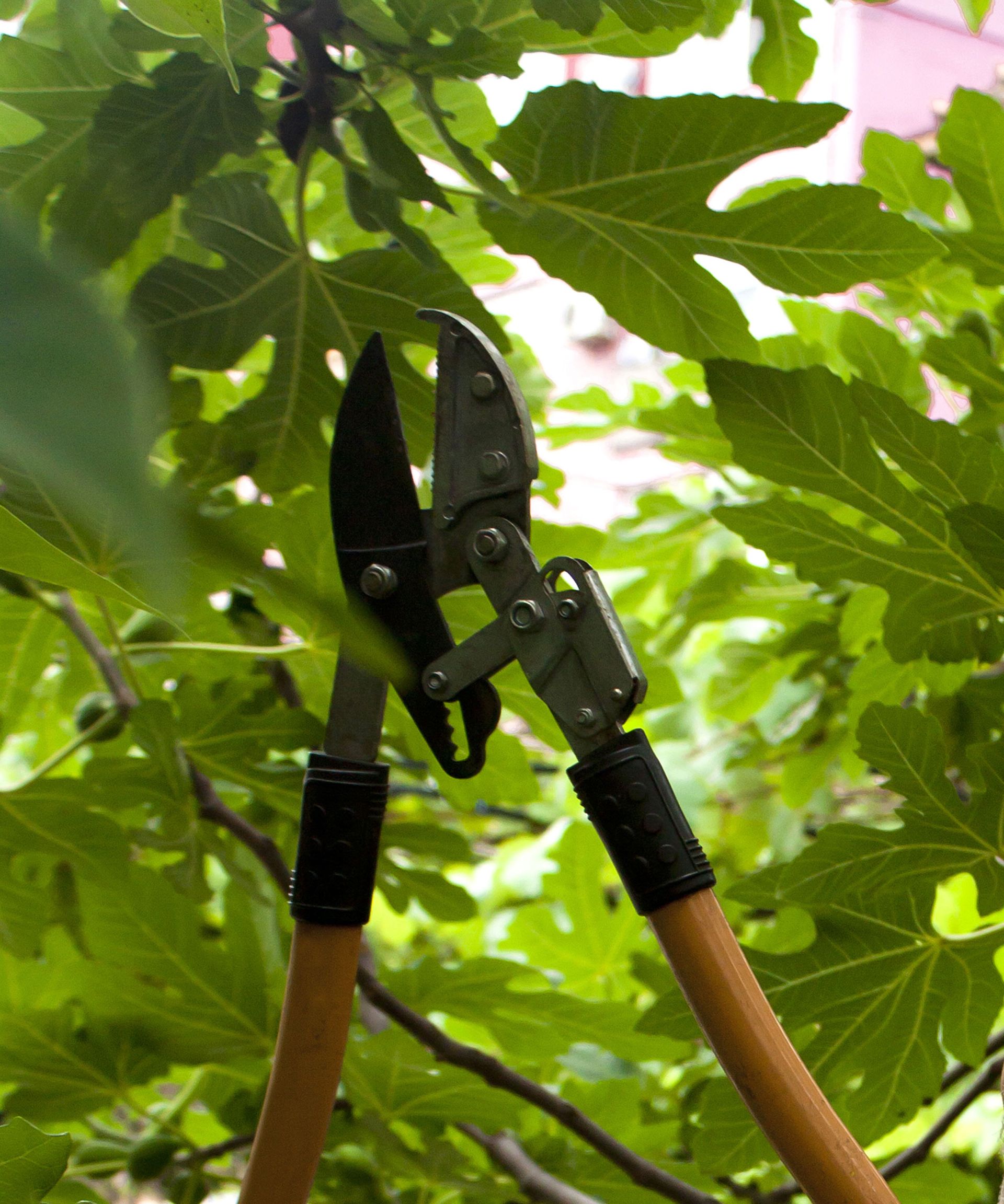 pruning edible fig tree with wooden loppers