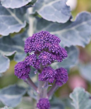 Brassica oleraceae. Purple sprouting broccoli in the vegetable garden