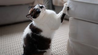 Black and white cat scratching nails on couch