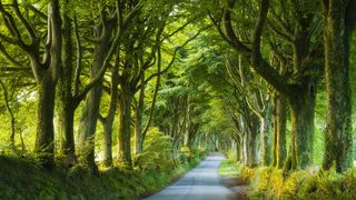 Landscape photo of treelined road with light coming from outside the row of trees by Jeremy Walker