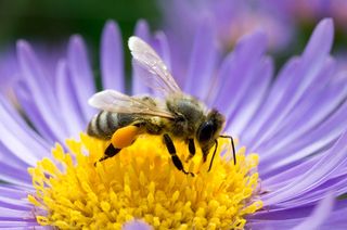 Honey bee on a blue aster flower.