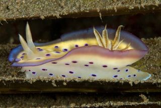 coral-tri-5-nudibranch-111031-02