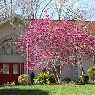 A pink magnolia tree in a front garden