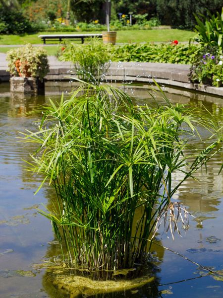 Outdoor Umbrella Plant In Water