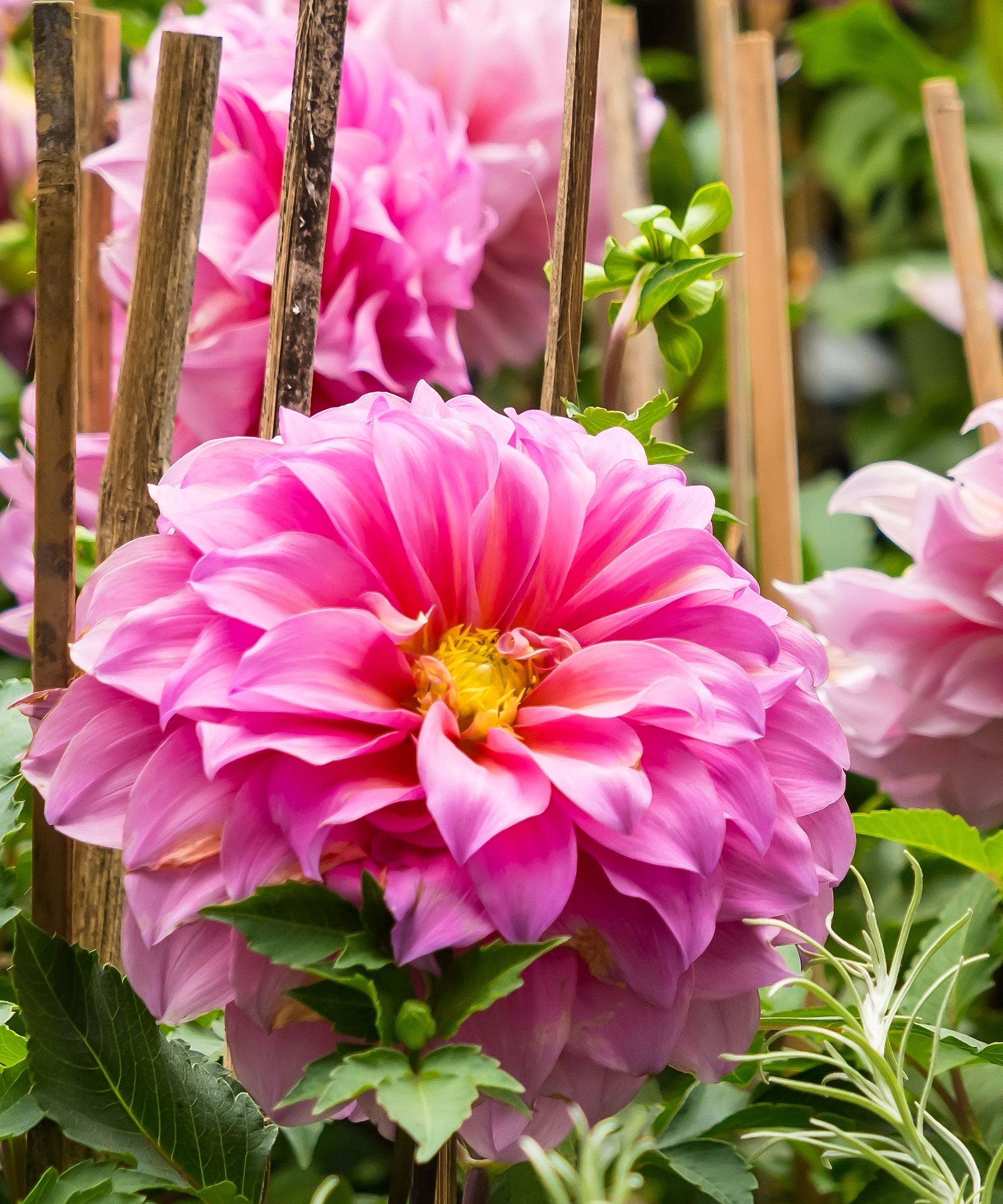 Large pink dahlia surrounded by wooden supports
