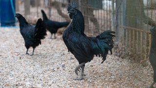 Three black Ayam Cemani Chickens