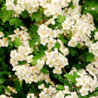 Hawthorn hedging | from £44.99 for 25 × bare root plants at Crocus