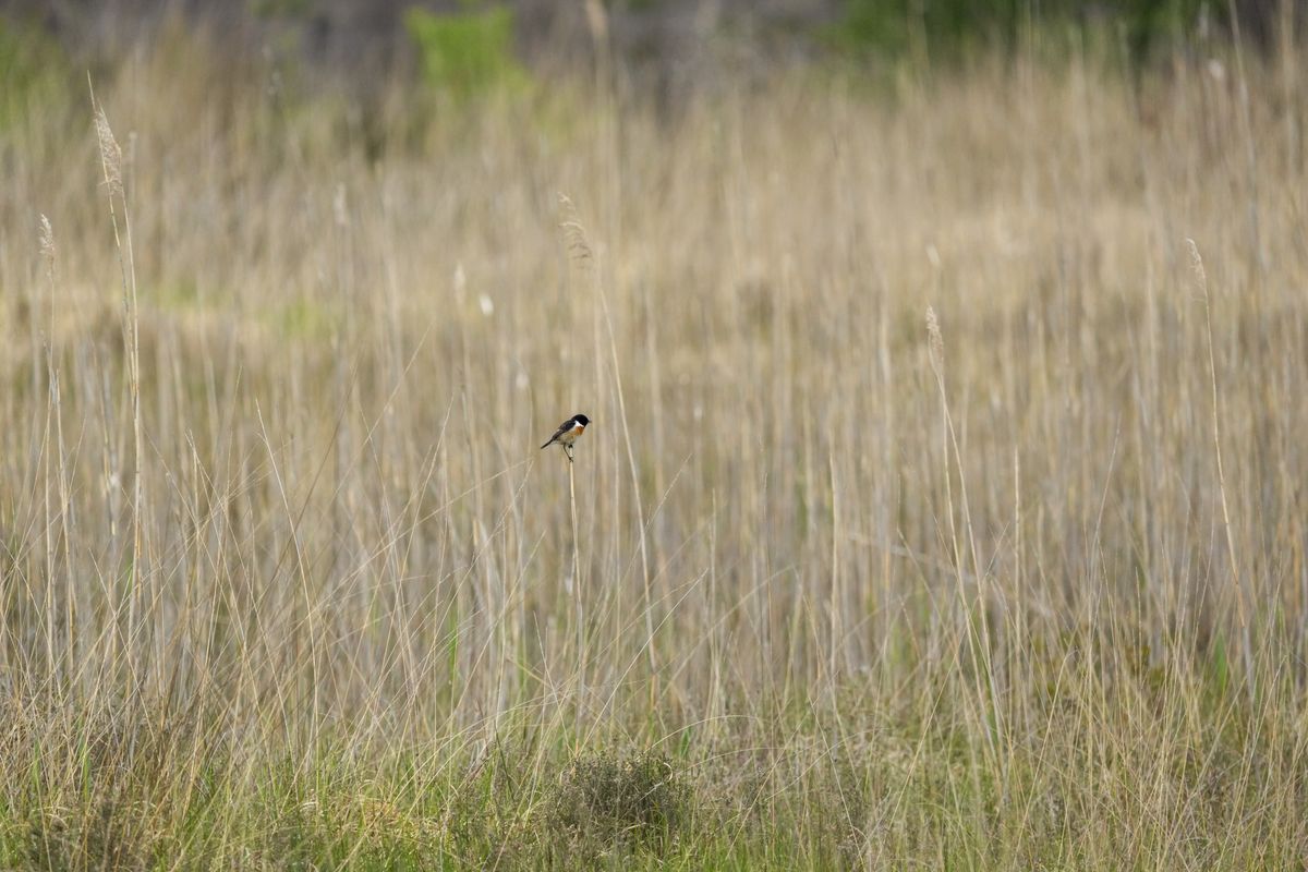 Wild birds in the natural habitat of a common in the UK