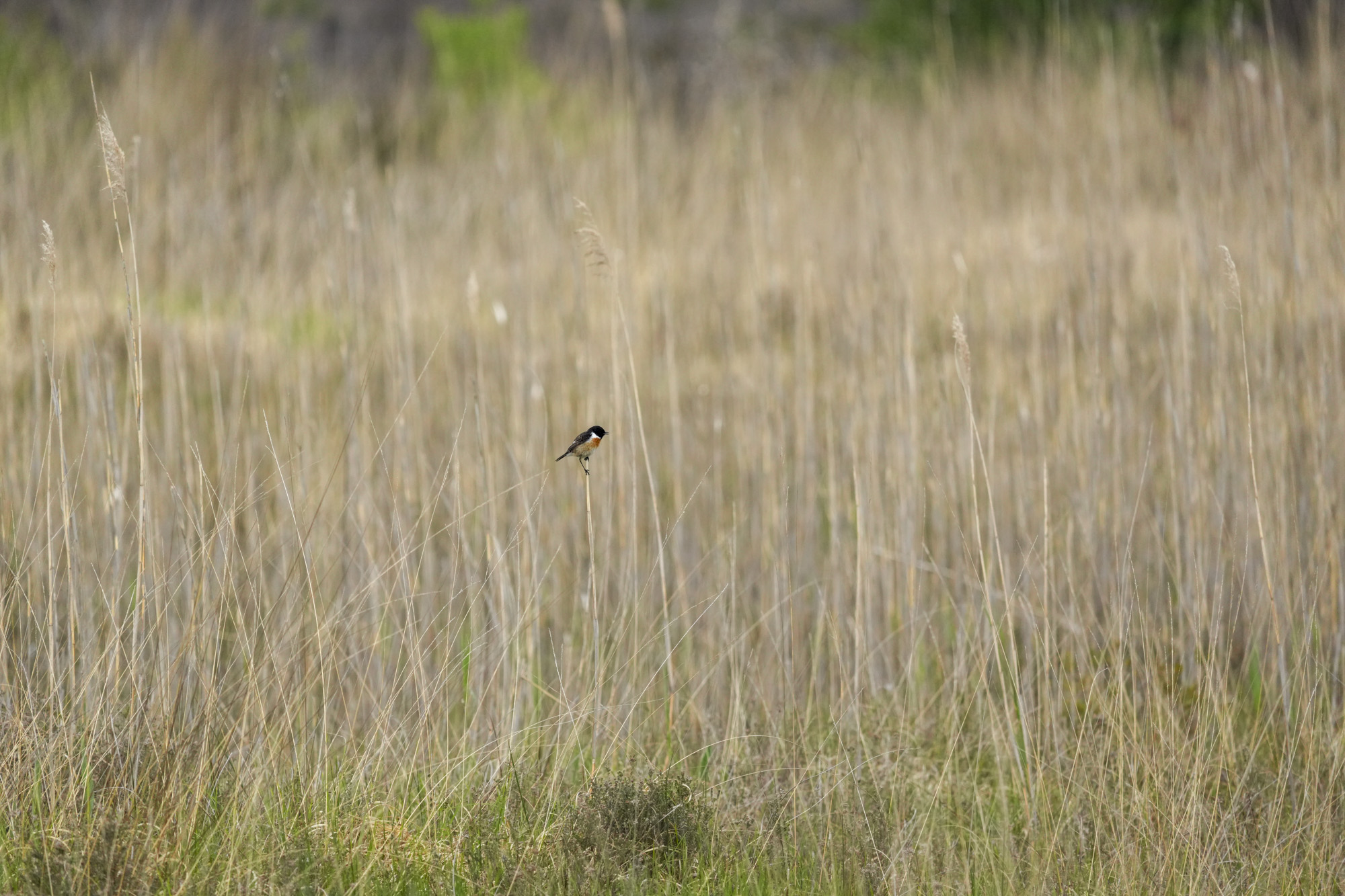 Wild birds in the natural habitat of a common in the UK