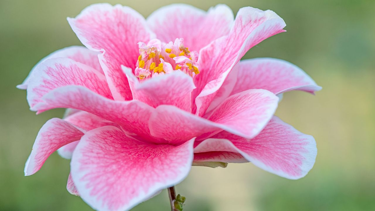 pink camellia flower