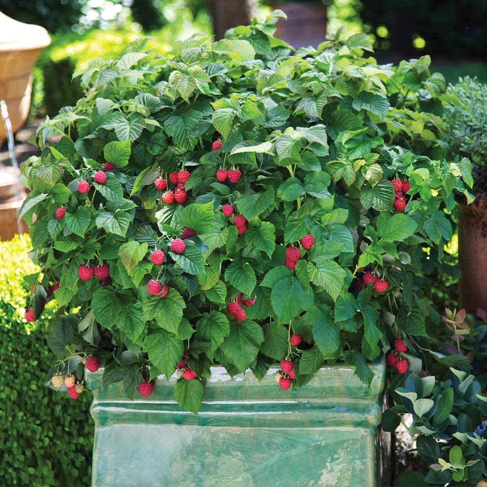 Bushel and Berry&amp;reg; Raspberry Shortcake&amp;reg; Bush