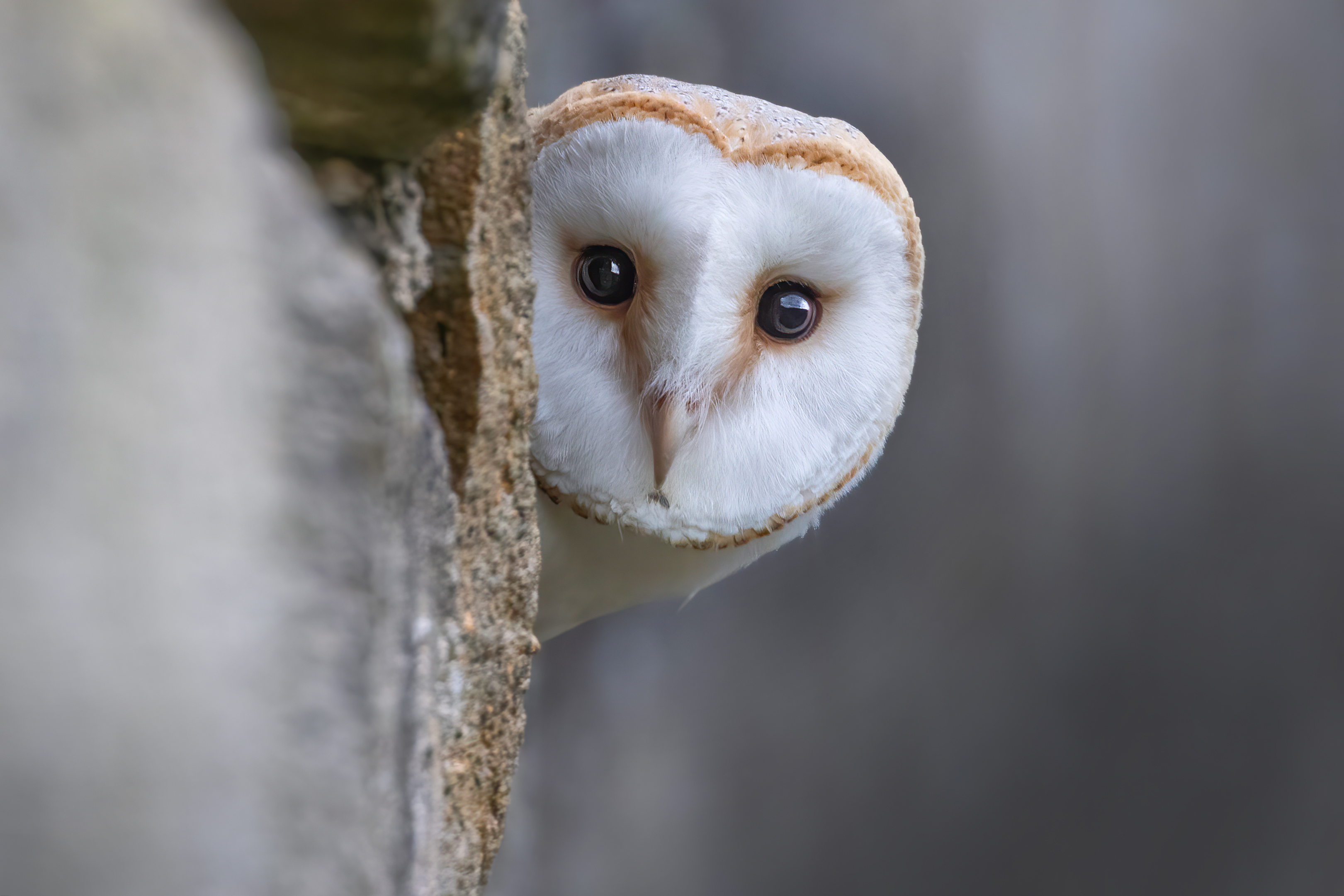 Barn owl peering round a tree trunk