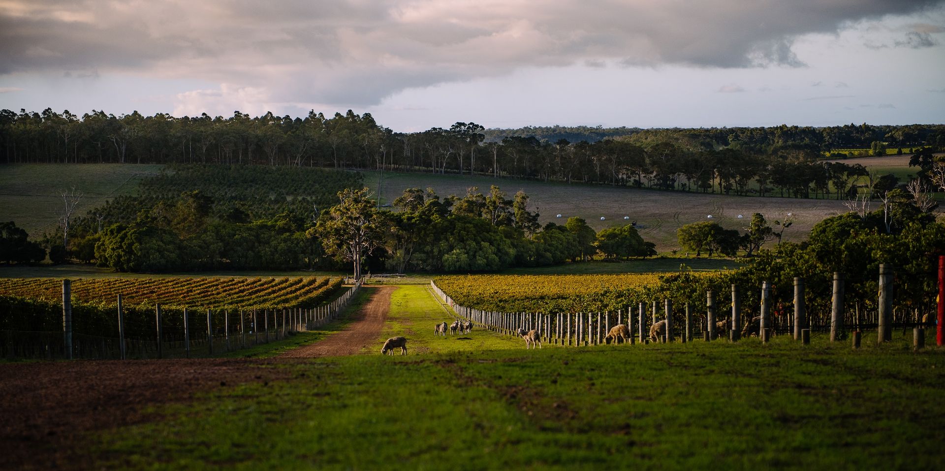 Margaret River Vintage Report: 2024 Chardonnay and 2023 Cabernet Sauvignon