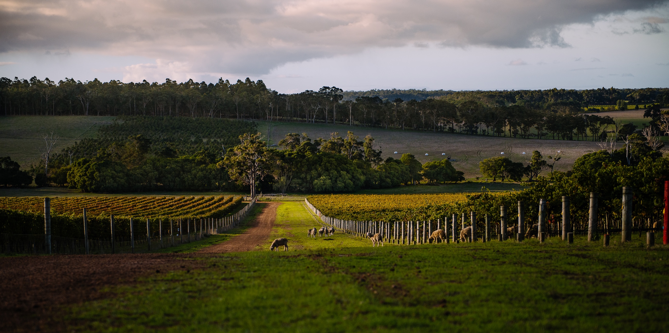 Vineyard scenery