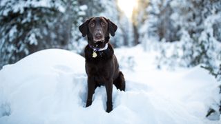Chocolate Labrador sitting in the snow