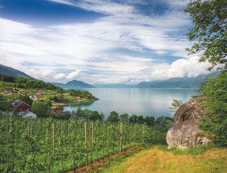 Vines on the shore of Hardangerfjord in Vestland, Norway&rsquo;s second-longest fjord