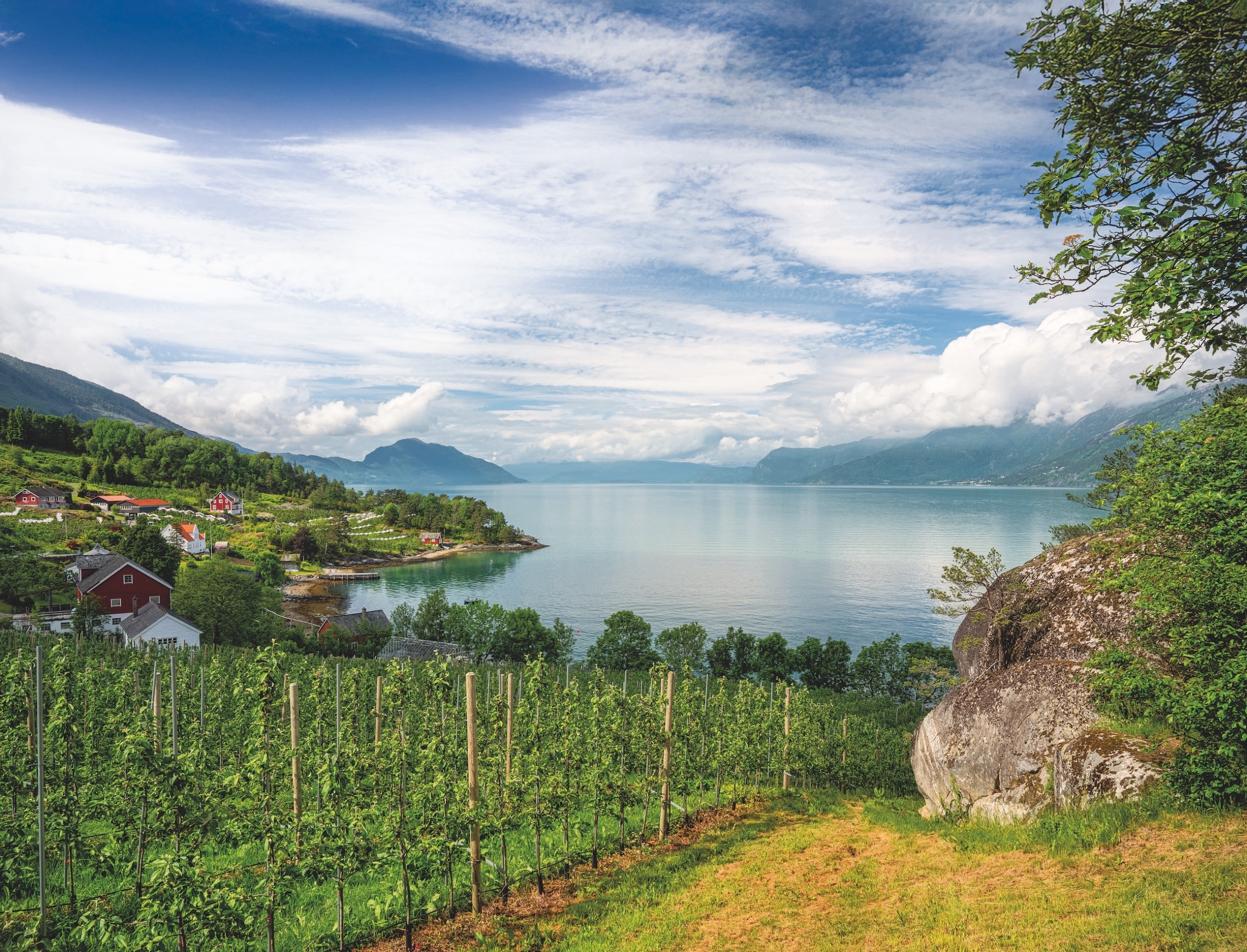 Vines on the shore of Hardangerfjord in Vestland, Norway&rsquo;s second-longest fjord