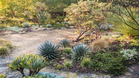 Californian drought tolerant landscaping featuring gravel, succulents, cacti and scrubby trees