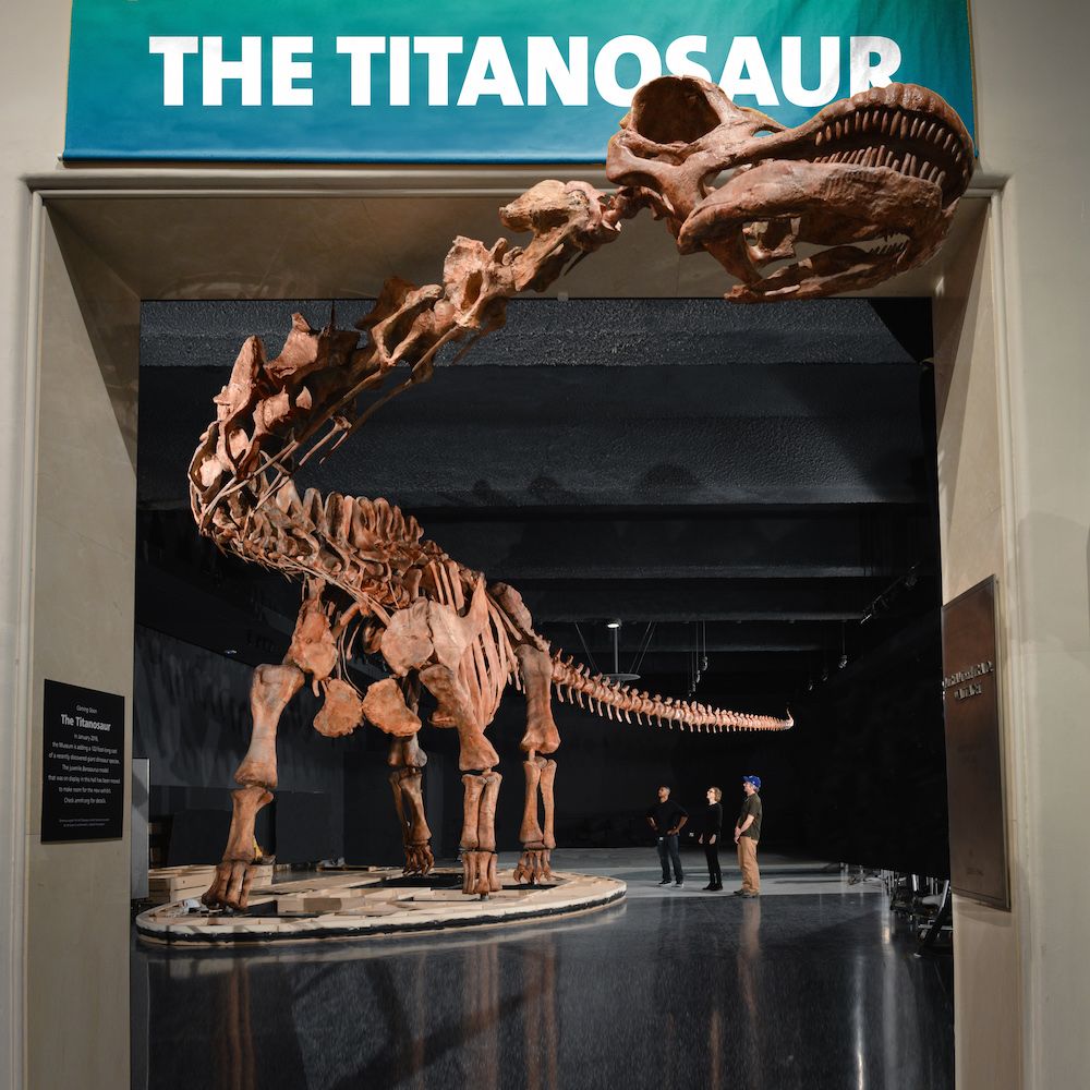 titanosaur fossils