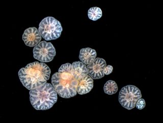 Beige coral polyps grow from small and large embryos.