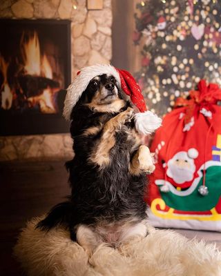 Christmas dog photoshoot