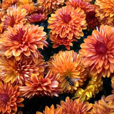 chrysanthemums flowering in fall garden