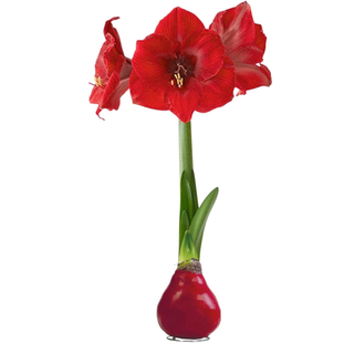 Waxed Amaryllis Bulb - Christmas Red Wax