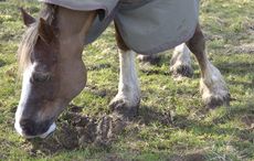 clipped native pony horse in turnout rug grazing in winter field
