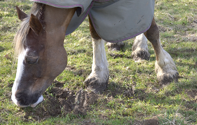 clipped native pony horse in turnout rug grazing in winter field
