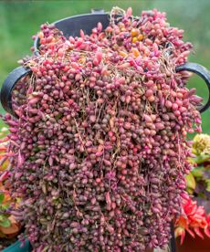 Othonna capensis 'Ruby Necklace' growing in pot