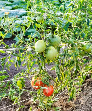 Tomatoes growing using the Florida weave trellis