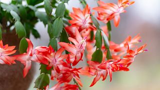 Christmas cactus