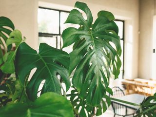 large glossy leaves of monstera plant in kitchen