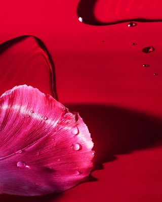 Spillage photographic artwork showing water droplets on pink petals, on red background