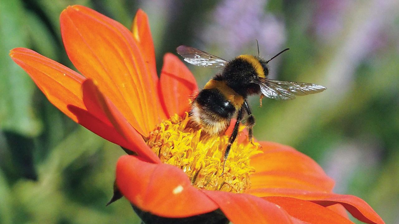 Buff tailed bumblebee