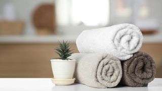 Three towels rolled up in the bathroom next to a succulent