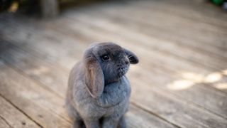 Grey rabbit