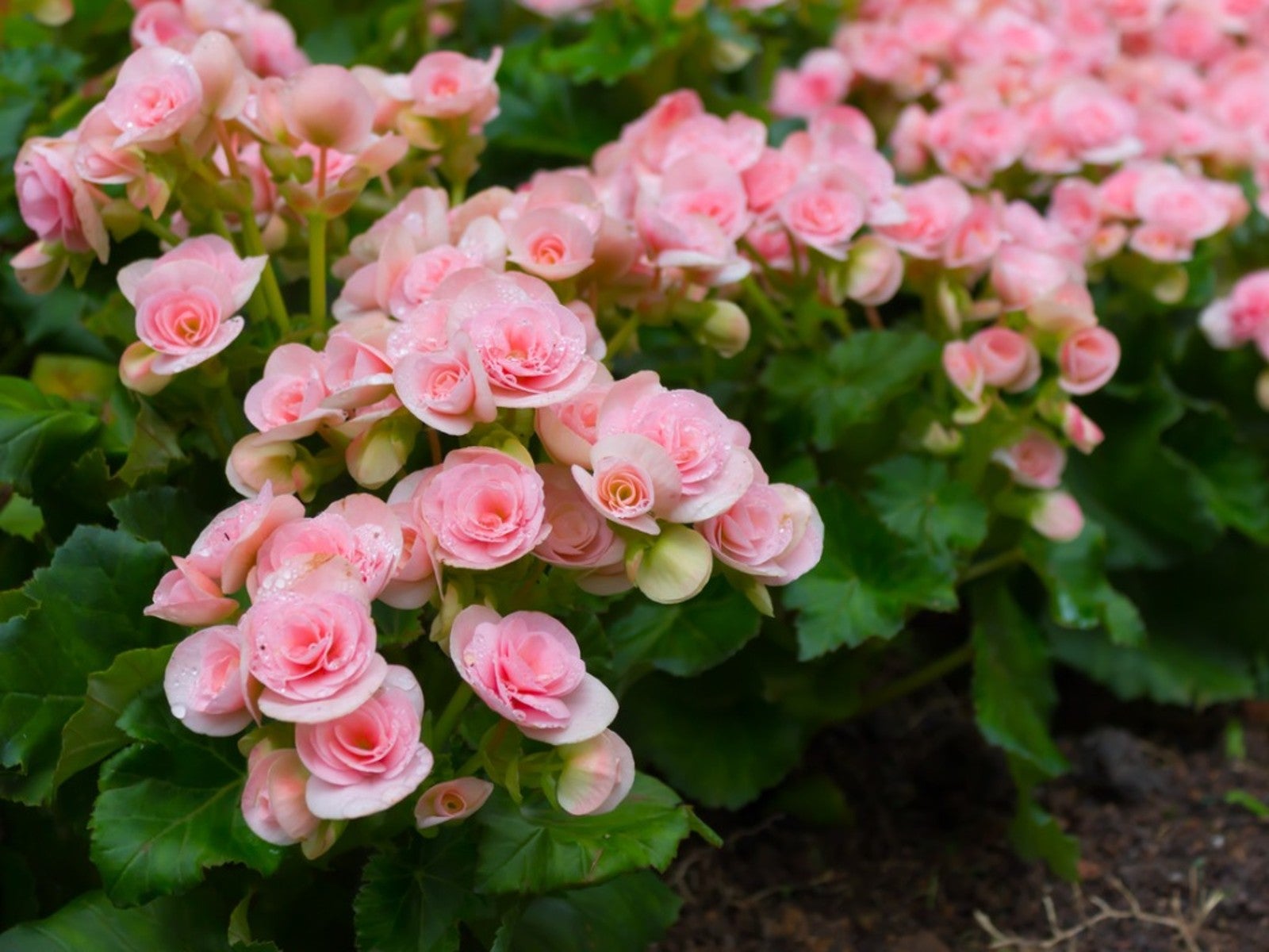 What Is A Tuberous Begonia: Tuberous Begonia Growing Tips