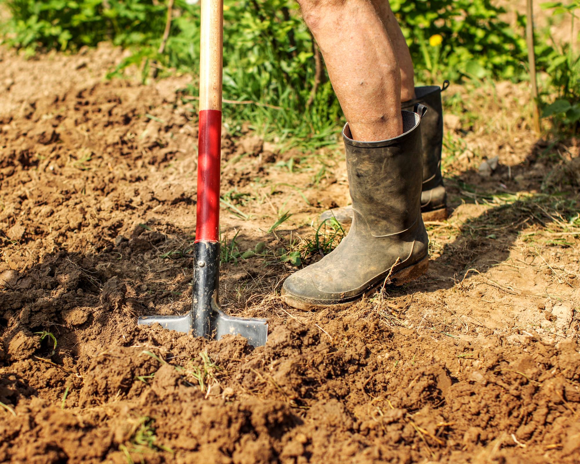 Amending clay soil in garden