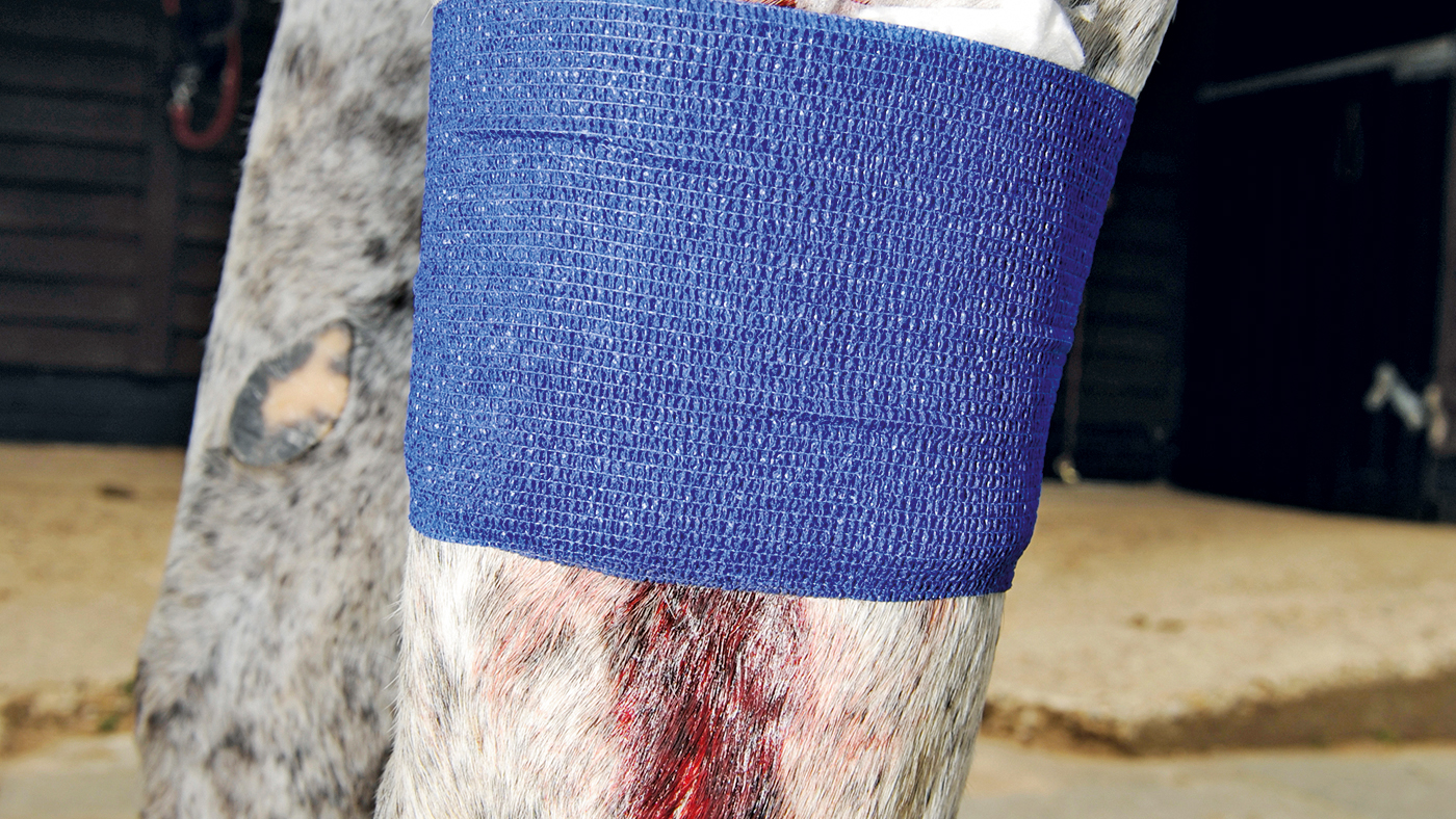 Vet wrap bandage around a bleeding cut