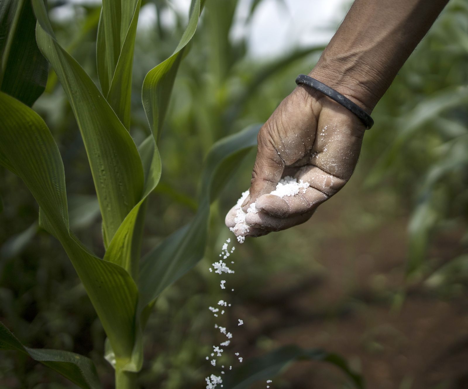 When to fertilize corn: expert tips for how to feed plants