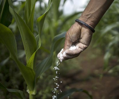 How to grow popcorn: expert tips for great harvests | Homes & Gardens