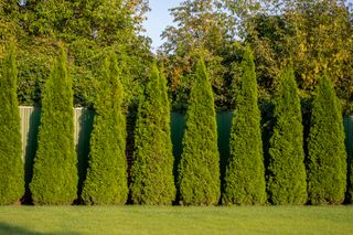 Trimmed Thuja tree in the garden on a green lawn