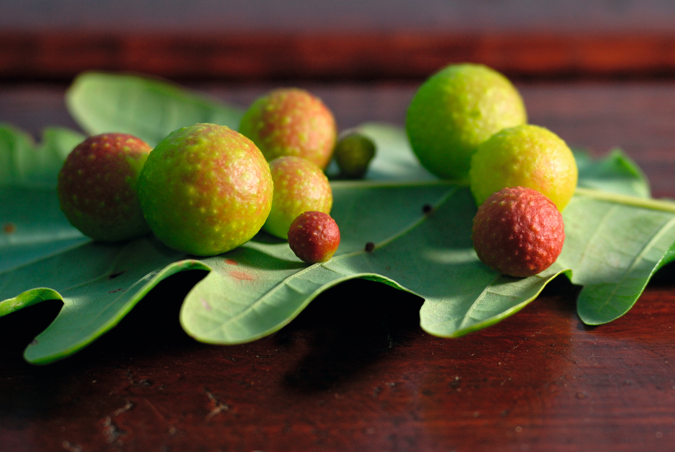An Oak apple gall