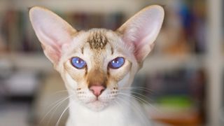 Oriental shorthair