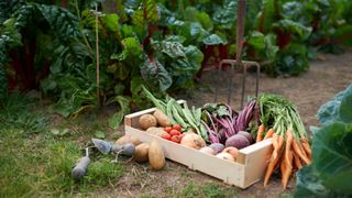 homegrown vegetables