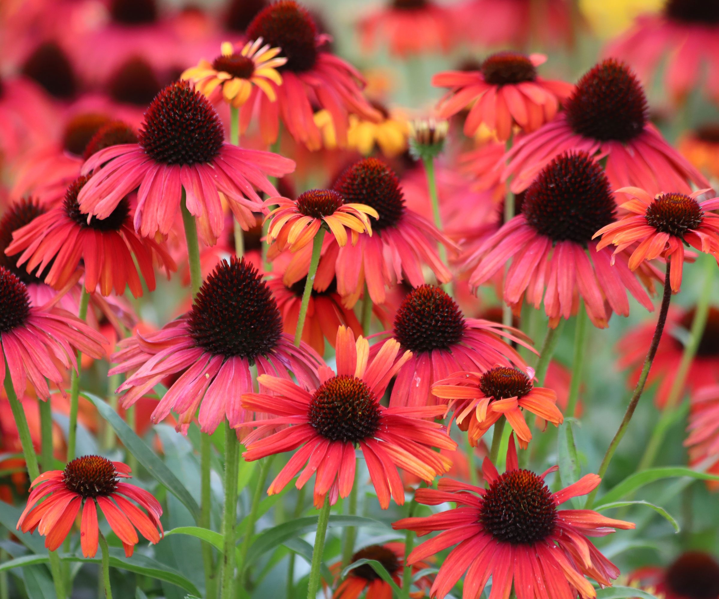 red coneflowers in summer meadow planting
