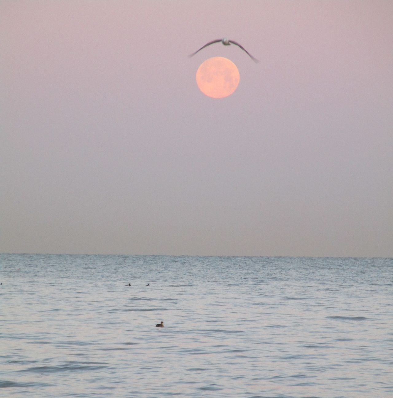Astrophotographer Karen Haynes captured the 2020 Flower Moon over Lake Erie. You can see a seagull flying in front of the view over the lake.