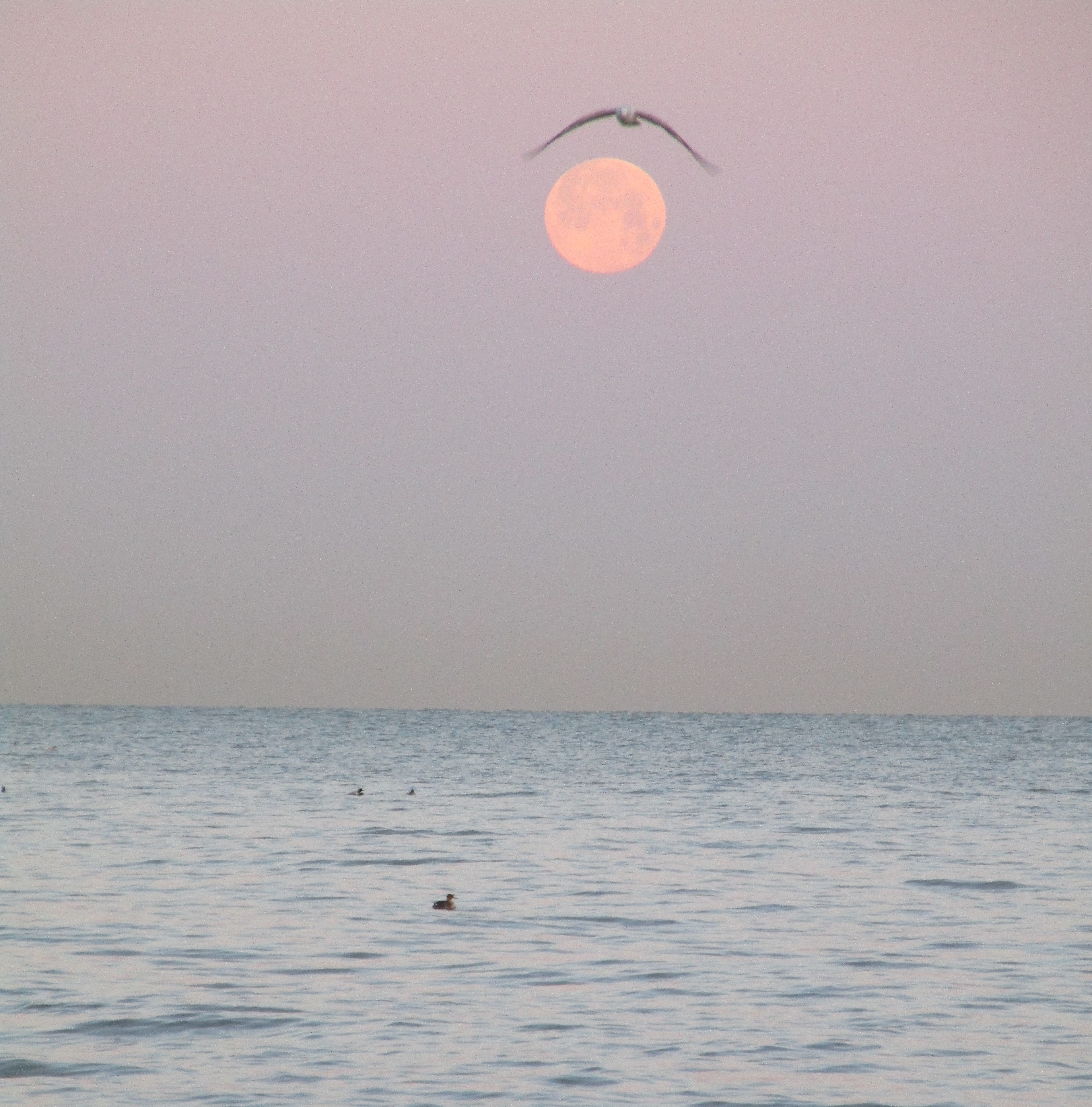 In Photos Skywatchers Capture The Dazzling Super Flower Moon Of May