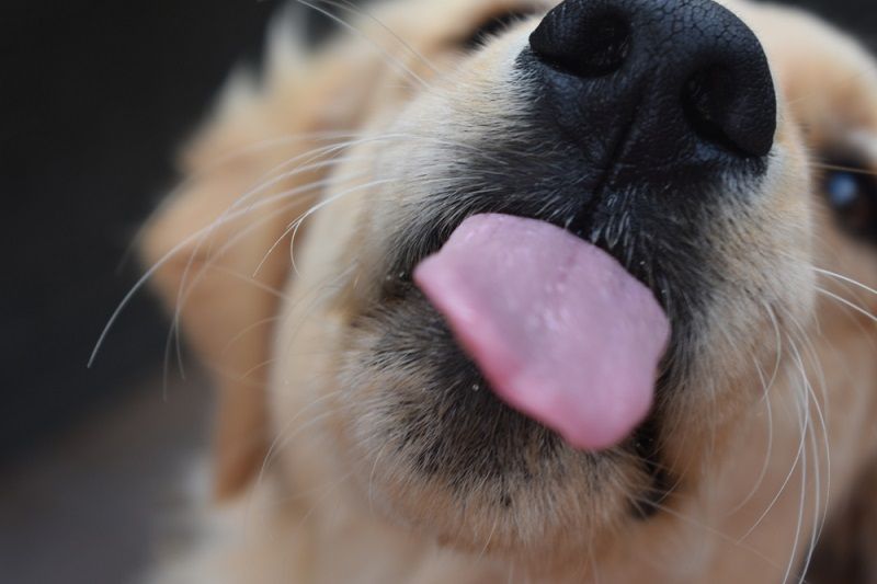 A dog with its tongue out.